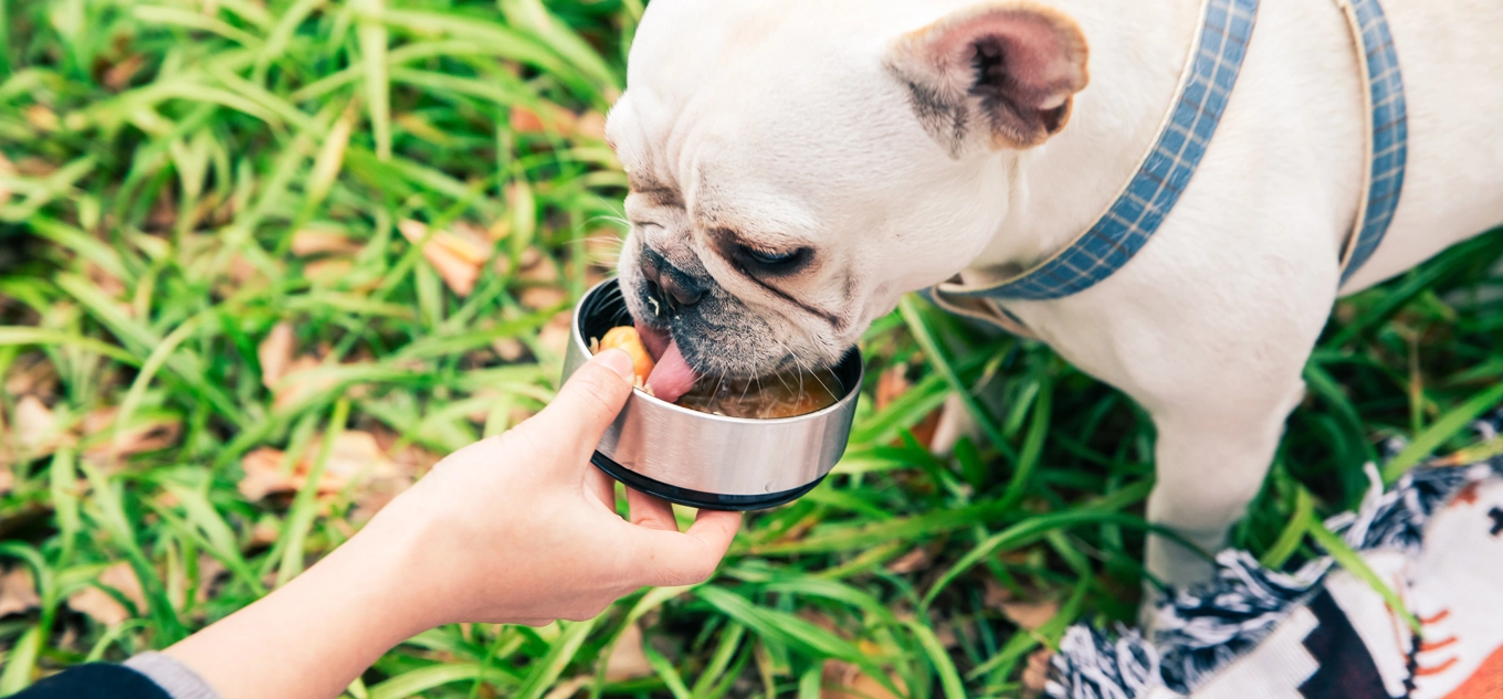 Supplier of Eco-Friendly Pets Water Bottle & Pet Bowl